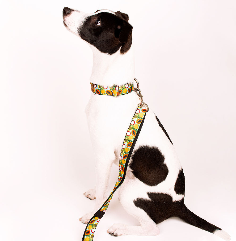 Perro con Collar y Correa de Frutas - Chaló Chaló